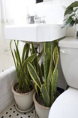 bathroom plant tongue 1 bathroom plant tongue 1