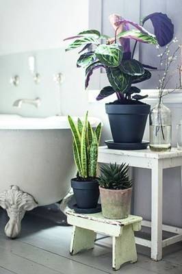 bathroom plant tongue 2 bathroom plant tongue 2