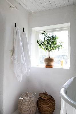 bathroom plants ficus 2 bathroom plants ficus 2