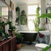 bathroom plants lush bathroom plants lush