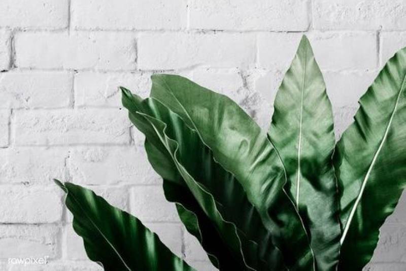 green and white interiors