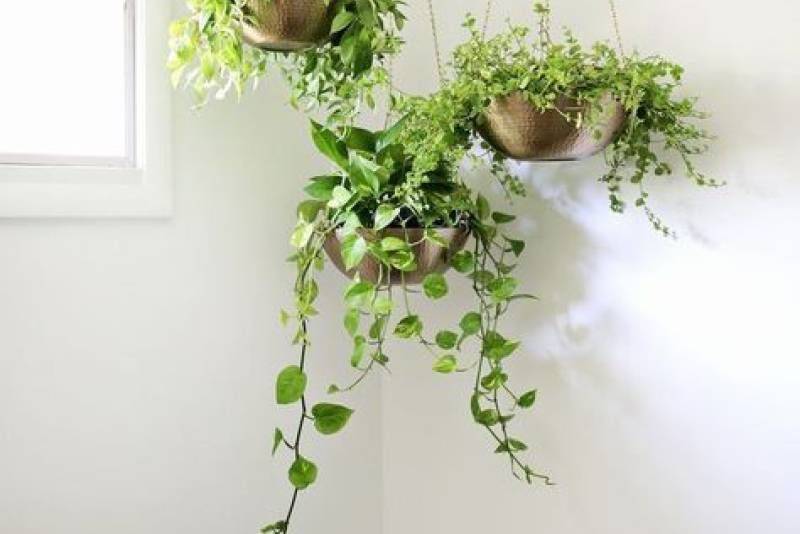 white interior greenery