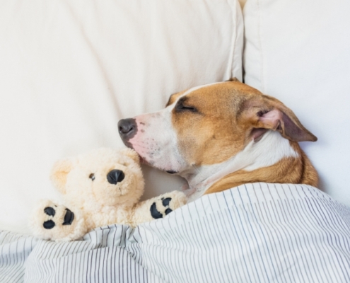 How-To-Create-A-Dog-Friendly-Home
