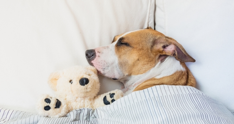 How-To-Create-A-Dog-Friendly-Home