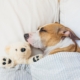 How-To-Create-A-Dog-Friendly-Home